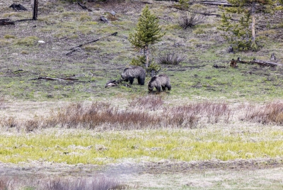 Obsidian with Cubs Yellowstone May 2025